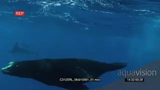 Marlin sailfish and Seals feeding on bait ball in deep blue ocean CU UW
