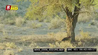 Tawny eagle flying while gliding around the desert, searching and looking.
