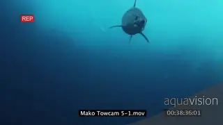 Mako Shark swimming underwater in ocean following camera MLS TRAVELING SHOT WS
