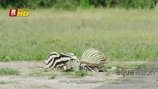 Zebra carcass.
