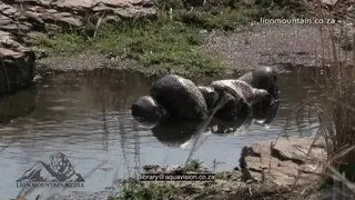 Indian Python killing and swallowing Spotted Deer in a pond LWS ZI LS