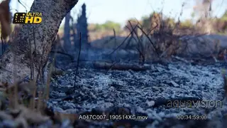 Charcoal production and fire cleared farm land help fields to be ready for seeding for.