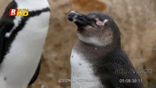 MS of an African penguin chick standing, sleepy and looking around.