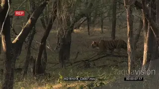 Bengal Tiger walking around PROFILE AmCam
