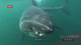 Great white shark gently swimming around a bait line underwater in ocean then turning.
