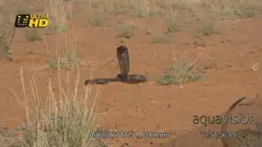 Cape Cobra defensive display, hooding and looking around while a Meerkat is walking in.