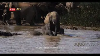 Elephant swimming inside muddy water with the rest of the herd on the water edge.