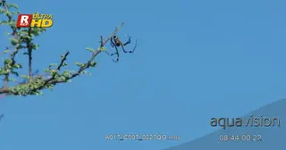 Golden Silk Orb Spider walking on its web.