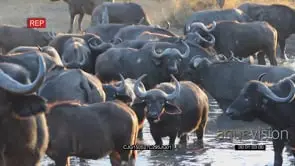 Buffalo herd standing walking and looking around inside waterhole MCU