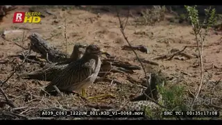Close up shot of a parent spotted thick knee bird standing with two juvenile chicks