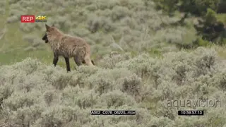 Gray wolf standing looking around and walking GOOD LIGHT