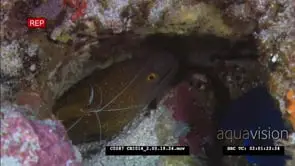 Yellow-edged Moray hiding in reef, Galapagos Cleaner Shrimp next it in hole