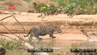 Jaguar (Panthera onca) Stalking hunting in river of the Pantanal