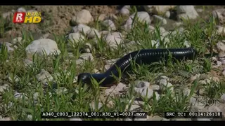 A close tracking shot of a giant African millipede walking over the green grass towards.
