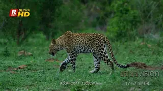 Leopard walking and crouching.