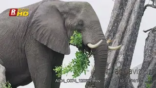 Young African Elephant standing and feeding on tree leaves.