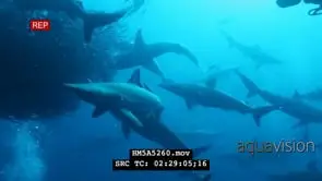 Schools of Blacktip Sharks and Dusky Sharks swimming underwater in ocean attacking.