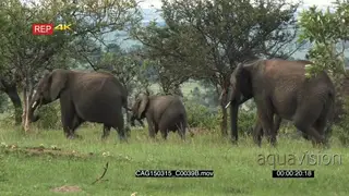 African Elephant herd walking and grazing on bushveld WS LS ZI ZO PAN HAND