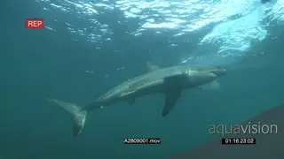 A pair Great White Shark following bait and school swimming underwater in ocean MWS PAN.
