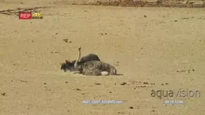 Ostrich pair courtship dance