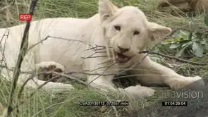 White lion cubs playing biting on branch