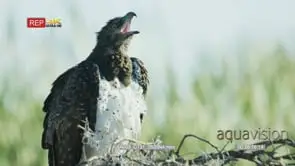 Martial eagle perched on a tree branch calling