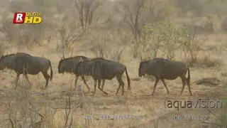 Four Blue Wildebeest walking and looking around.