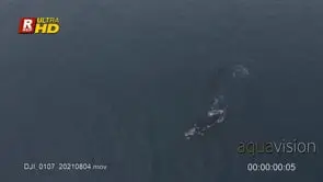 Two Southern right whale swimming