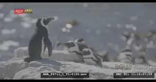 African Penguin standing on the rocks close to the sea, sea background, waves, watching.
