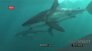A pair of Great white sharks gently swimming underwater in ocean passing by camera 2S UW.