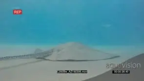 Honeycomb Ray Moving Swimming UW AmCam GENERAL BEHAVIOUR