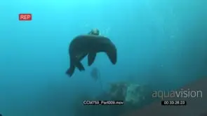Float of Cape Fur Seals swimming and turning underwater in ocean near coral reef LA WS.