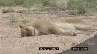 Lion pride resting laying sleeping on riverbank MLS PAN
