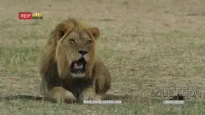 Black maned male lion lying down