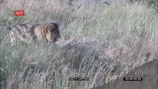 African Male Lion Pulling and dragging carcass on Long thick Grass with the cubs helping