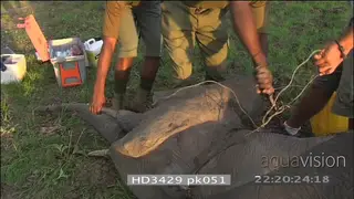 Rangers Vets cutting snare wire off sedated African elephant laying on ground zoom in on.