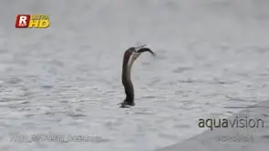 Darter feeding on fish while in water, MCU;DAY