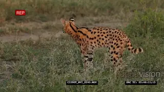 The serval (Leptailurus serval) turning around