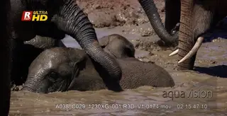 African Elephant calf swimming among adult that protecting and prevent sunburn.
