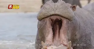 Intimidation display of a Hippo opening its mouth wide showing strength and…