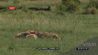 Cheetah (Acinonyx jubatus) family eating from just caught gazelle, Hyena walking around