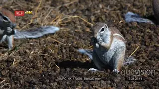 Cape ground squirrel sitting on a pile of buck dropping.