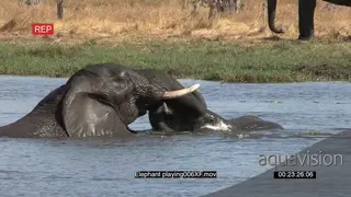 Two young elephant bulls play fighting in the Okavango Delta