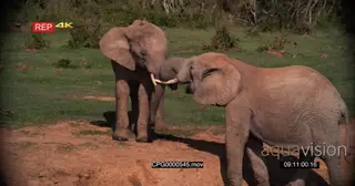 [2] African Elephants Fighting and One Walks away to drink water MWS