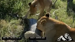 African Lionesses [2] Feeding on A Python that swallowed the Lion cub HA MS