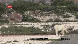 Polar bear with moulting fur walking away looking back at camera