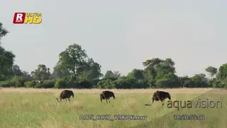 Flock of Male Ostriches walking, guarding territory.
