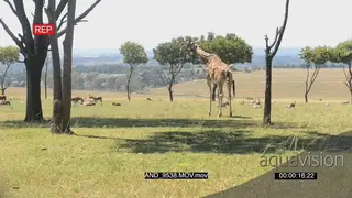 Giraffe giving birth LWS