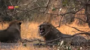 Two male African lions sitting under a tree one flehmen DRY