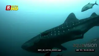 Whale shark the world's largest fish glides smoothly past camera